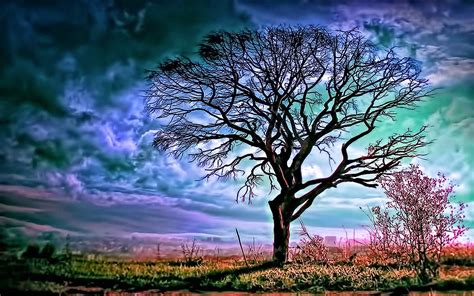Download Colors Sky Tree Nature Photography Hdr Hd Wallpaper