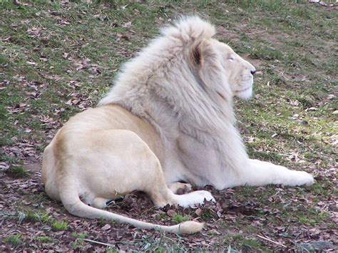 20 Rare White Lion Pictures Echomon