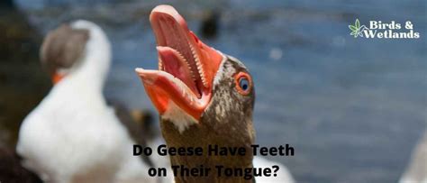 Do Geese Have Teeth On Their Tongue A Closer Look At Goose Anatomy Birds And Wetlands