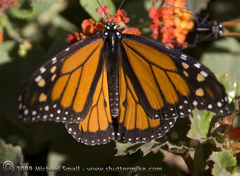 Photo Of The Day Butterfly Royalty Shutter Mike Photography