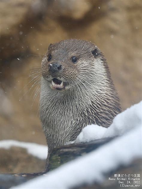 A Snowflake Landed On My Nose — The Daily Otter Otters River Otter