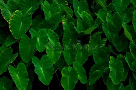 Tropical Leaves Abstract Green Leaves Texture Stock Image Image Of