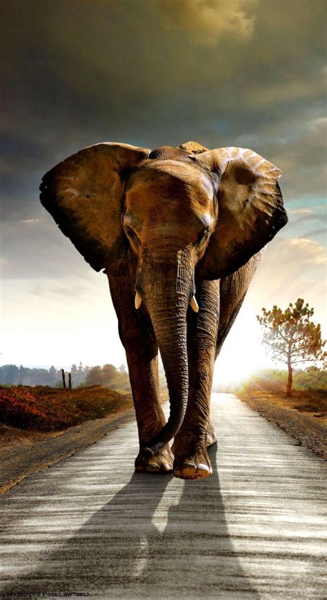 African Elephant Android Wallpapers Wallpaper Cave