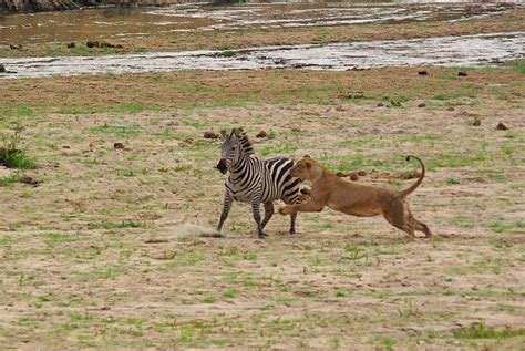 Lion Eating Zebra Stock Photos Pictures And Royalty Free Images Istock