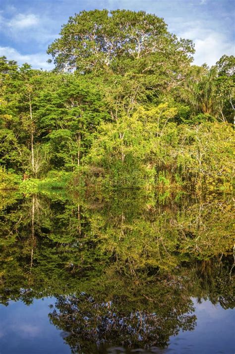 River In The Amazon Rainforest Peru South America Stock Image Image