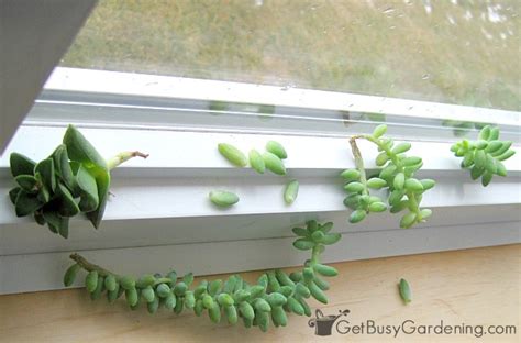 You can try to repot the plant, removing diseased soil and replacing it with sterile soil. How to Propagate Succulents in the Winter ~ Bless My Weeds