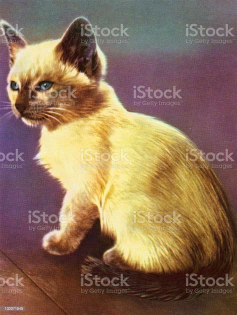 Siamese Kitten Stock Illustration Download Image Now Animal Animal