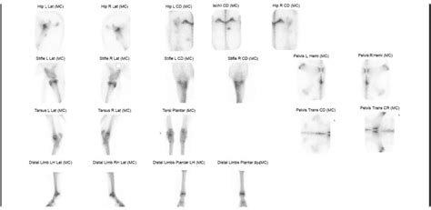 Bone Scans Pine Bush Equine Services