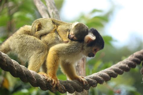 Vote On The Name For Zsl London Zoos Newborn Squirrel Monkey And Win A