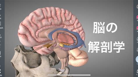 脳の深い部分の解剖学を解説してみた Youtube