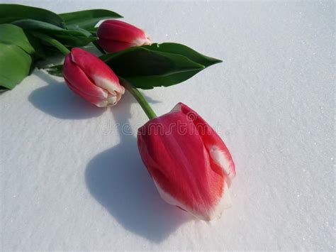 Tulips In The Snow Stock Image Image Of Colorful Nature 110877323