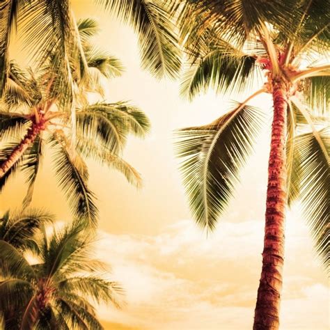 10 Best Hd Palm Tree Wallpaper Full Hd 1080p For Pc Desktop 2023