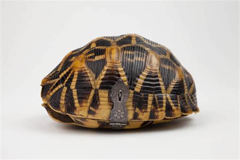 Cloud shell is an online development and operations environment accessible anywhere with your browser. Shakespeare in 100 Objects: Mounted Tortoise Shell