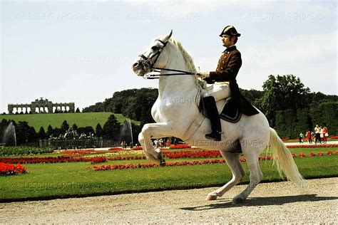 Pin By Brooke Smith On The Dancing White Horses Equestrian Life