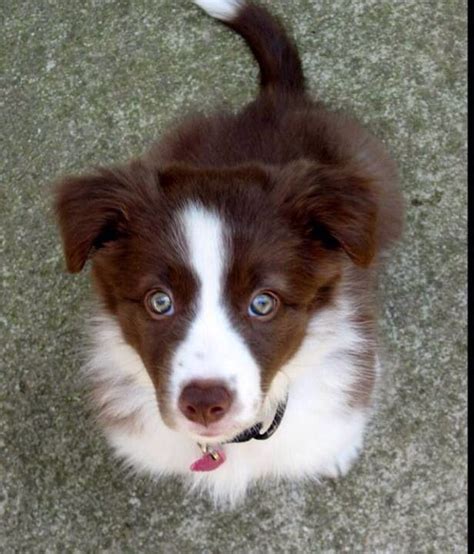 Red Border Collie Red Border Collie Cute Dogs Breeds Collie Puppies