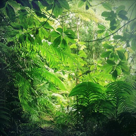 Jungle Lush Green Foliage In Tropical Jungle Ad Green Lush