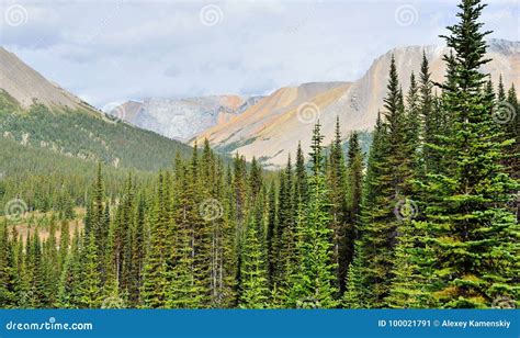High Mountains And Alpine Forest Of The Canadian Rockies Along The