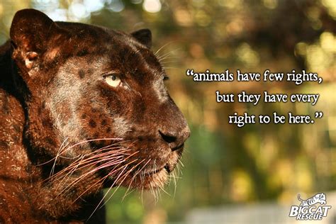 Quotes About Wild Animals 82 Quotes