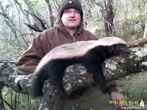 South Africa Hunting African Honey Badger