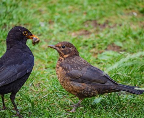 Female Blackbirds Identification Facts Complete Guide Birds Fact