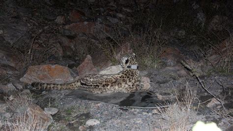 Elusive Leopards Photos Snow Leopard Of Afghanistan National
