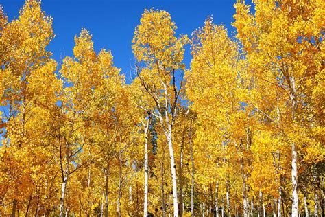 Fall Foliage In Colorado Photograph By Marilyn Burton Fine Art America