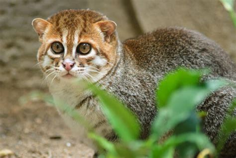 10 Kucing Asli Indonesia Yang Jarang Diketahui Banyak Orang