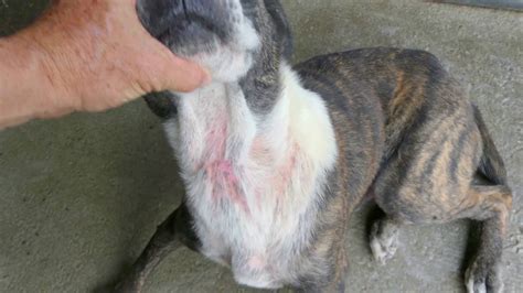 Dog Rash On Neck Pictures Atopic Dermatitis Symptoms