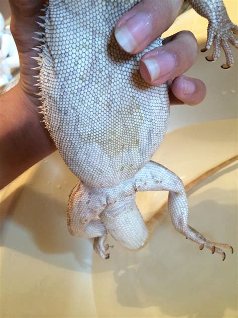 Yellow & orange hypo citrus dunner bearded dragon, photo by dachiu dragons. Have I caught an early stage of yellow fungus? • Bearded ...