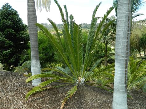 Encephalartos Equatorialis In San Diego Plants Tropical Plants Tropical Landscaping