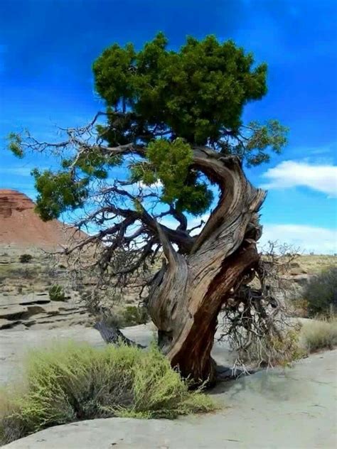 Trees And Shrubs Trees To Plant Amazing Nature Weird Trees Twisted