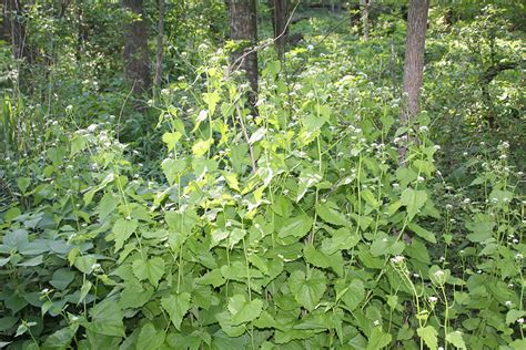 Minnesota Seasons Garlic Mustard