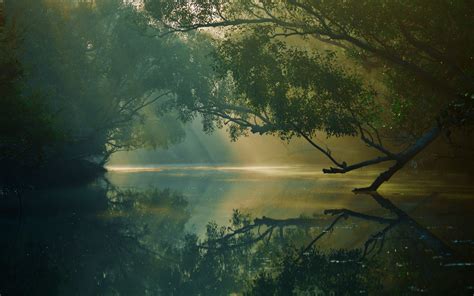 Download Wallpaper 3840x2400 Trees River Reflection Forest Swamp
