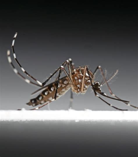 Macro Photo Of Yellow Fever Mosquito Isolated On Background Stock Image