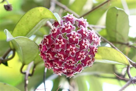 Hoya Plant Plant Care And Growing Guide