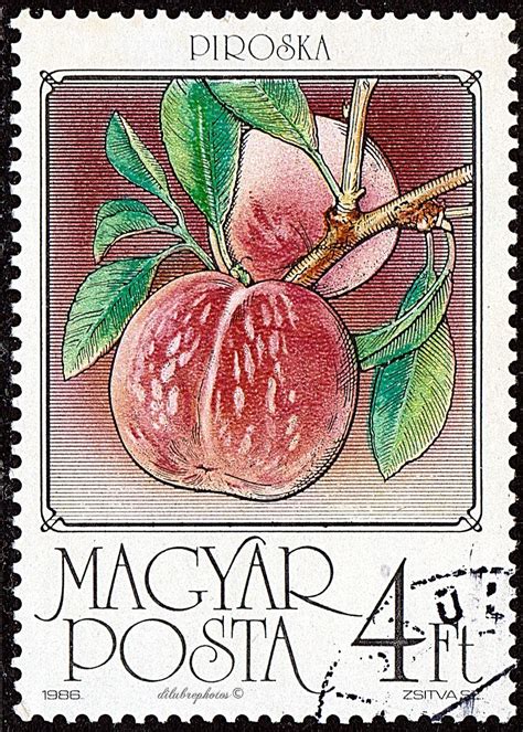 Hungary Fruits Peaches Scott 3008 A813 Issued 1986 Nov 25 Photo