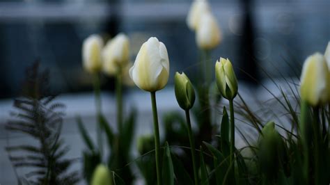 4k Tulips White Flowerbed Wallpaper 3840x2160