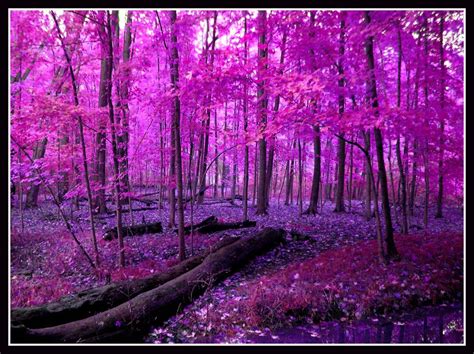Enchanted Forest By Alphie0216 On Deviantart