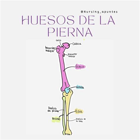 Huesos De La Pierna Nursing Apuntes Udocz