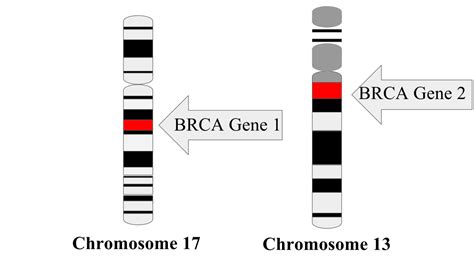 Discovering My Brca1 Mutation On 23andme Patients Lounge