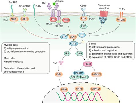Role Of Btk In Bcr Signaling Tlr Signaling Chemokine Receptor Download Scientific Diagram