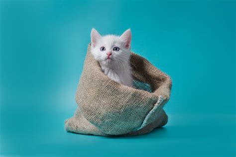 White Cat Blue Eyes Stock Photos Pictures And Royalty Free Images Istock