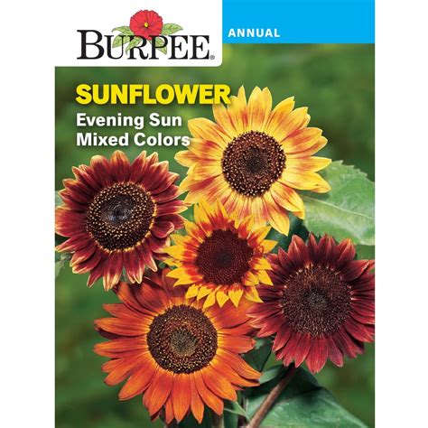 Burpee Evening Sun Mix Sunflower Flower Seed 1 Pack