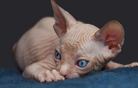 The Egyptian Sphynx Cat Breed Animals Home