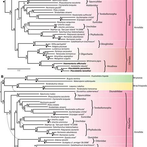 gene order from available mitochondrial genomes of annelida the download scientific diagram