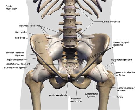 Hip Anatomy Joi Jacksonville Orthopaedic Institute