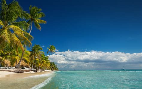 Landscapenature Island Beach Palm Trees Sea Summer Tropical