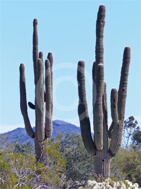 Carnegiea Gigantea Saguaro Cactus Information And Photos