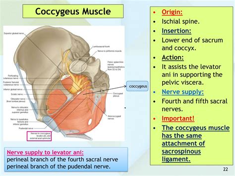 Iliococcygeus Muscle Origin And Insertion - PPT - ANATOMY OF THE PELVIS PowerPoint Presentation, free download - ID