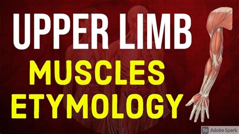 Etymology Of Upper Limb Muscles Quick Recap In 2 Minutes Anatomy